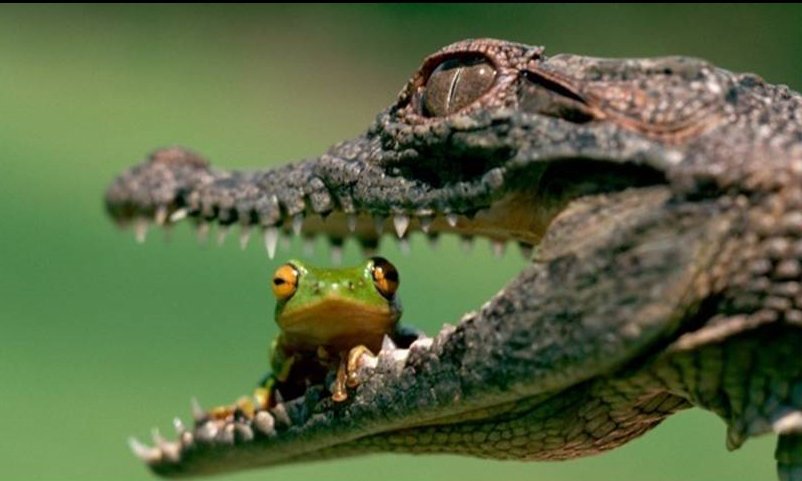 False sense of security in a crocodile's mouth