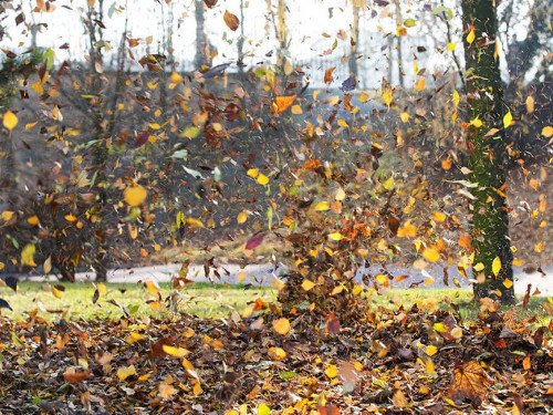 Picture-of-leaves-blowing-in-the-wind_reduced_2.jpg